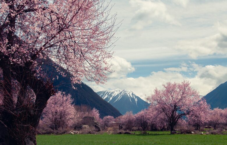 lin zhi, tibet, snow mountain